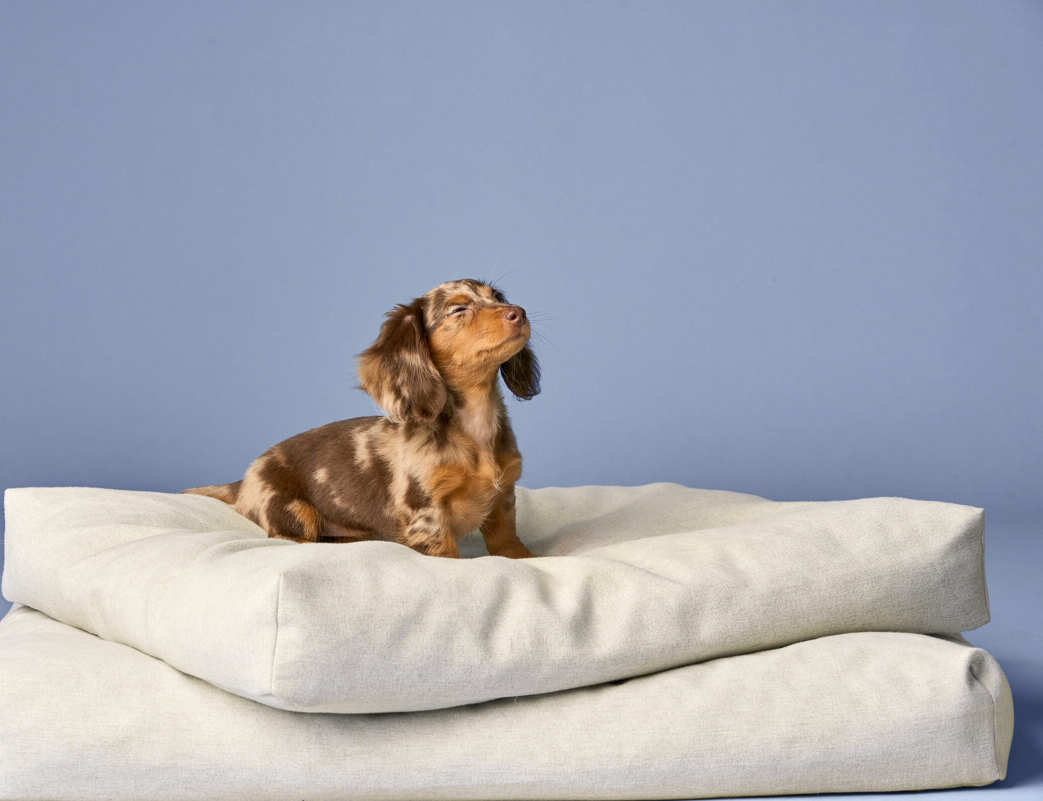 Dachshund resting on a cozy Abode pet bed — thoughtfully designed pet furniture for your home